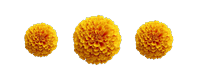 Sayapatri (Marigold) flower
